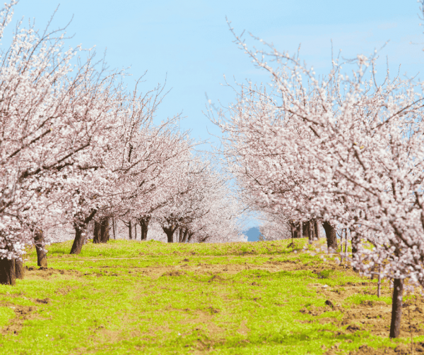 Almendros en flor en Albocàsser durante la floración en el Alto Maestrat