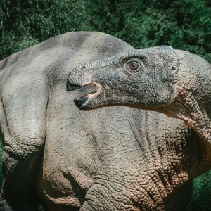 imagen de una reproduccion de iguanodon