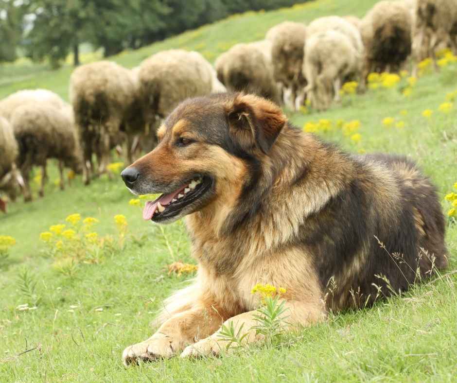 Perro pastor tumbado en el campo junto a un rebaño de ovejas, en un entorno rural con flores silvestres