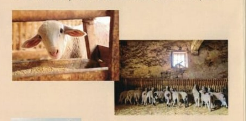 Pastor por un día en Villarroya de los Pinares, animales y masía rural en una experiencia de pastoreo tradicional